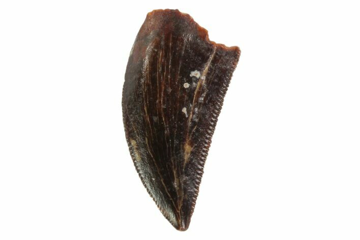 Serrated, Raptor Tooth - Real Dinosaur Tooth #88117
